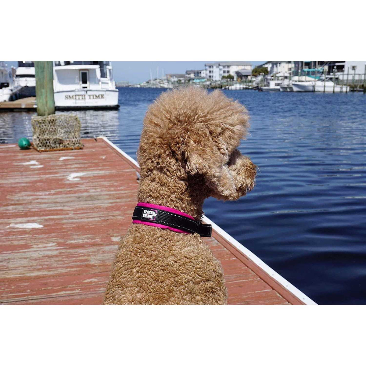 Neoprene Padded Dog Collar V8152